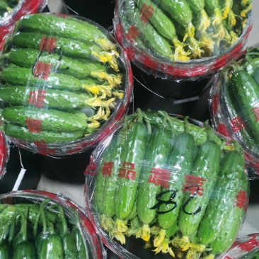 你好老板，我是葫芦岛绥中旱黄瓜产地代办，我叫姚萍，我这里