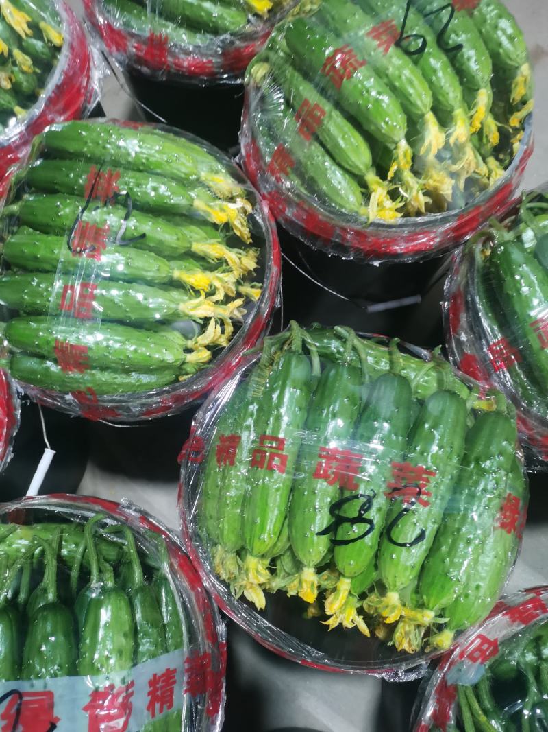 你好老板，我是葫芦岛绥中旱黄瓜产地代办，我叫姚萍，我这里