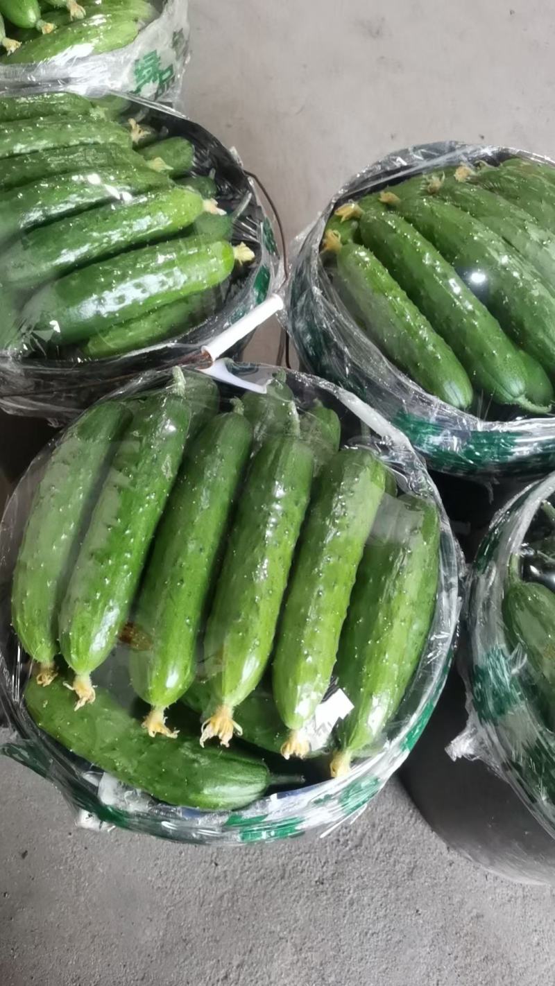 你好老板，我是葫芦岛绥中旱黄瓜产地代办，我叫姚萍，我这里