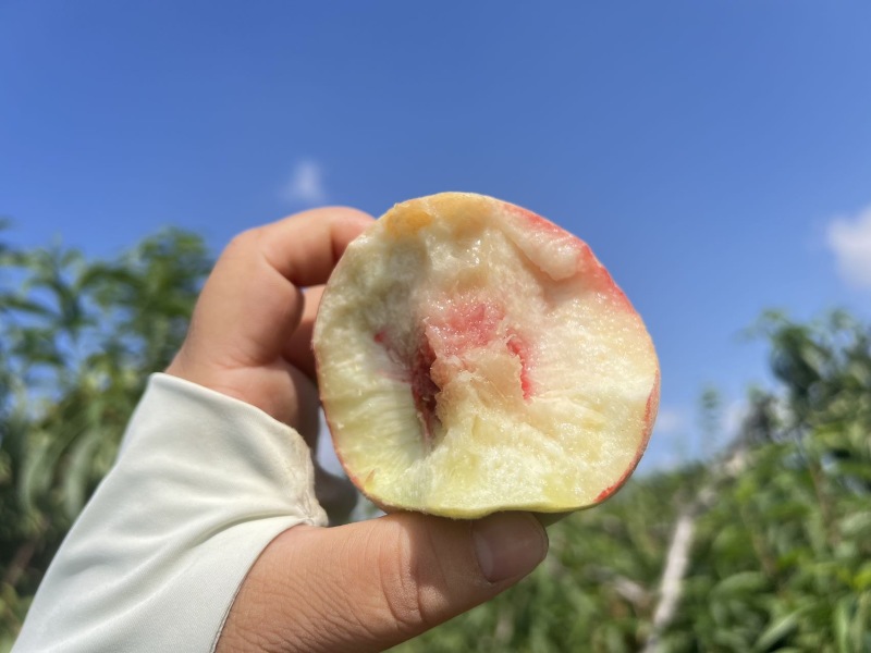 烟台金秋红蜜桃，新鲜上市，甜蜜多汁，**特惠！