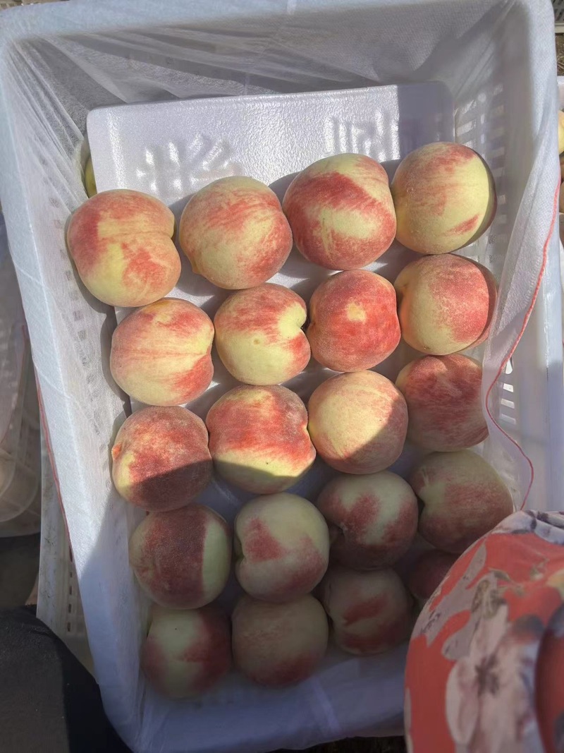 烟台金秋红蜜桃，新鲜上市，甜蜜多汁，**特惠！