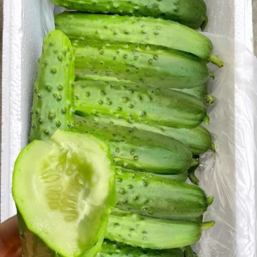 旱黄瓜，果肉鲜嫩，鲜香浓郁，美味营养，欢迎老板来电咨询！