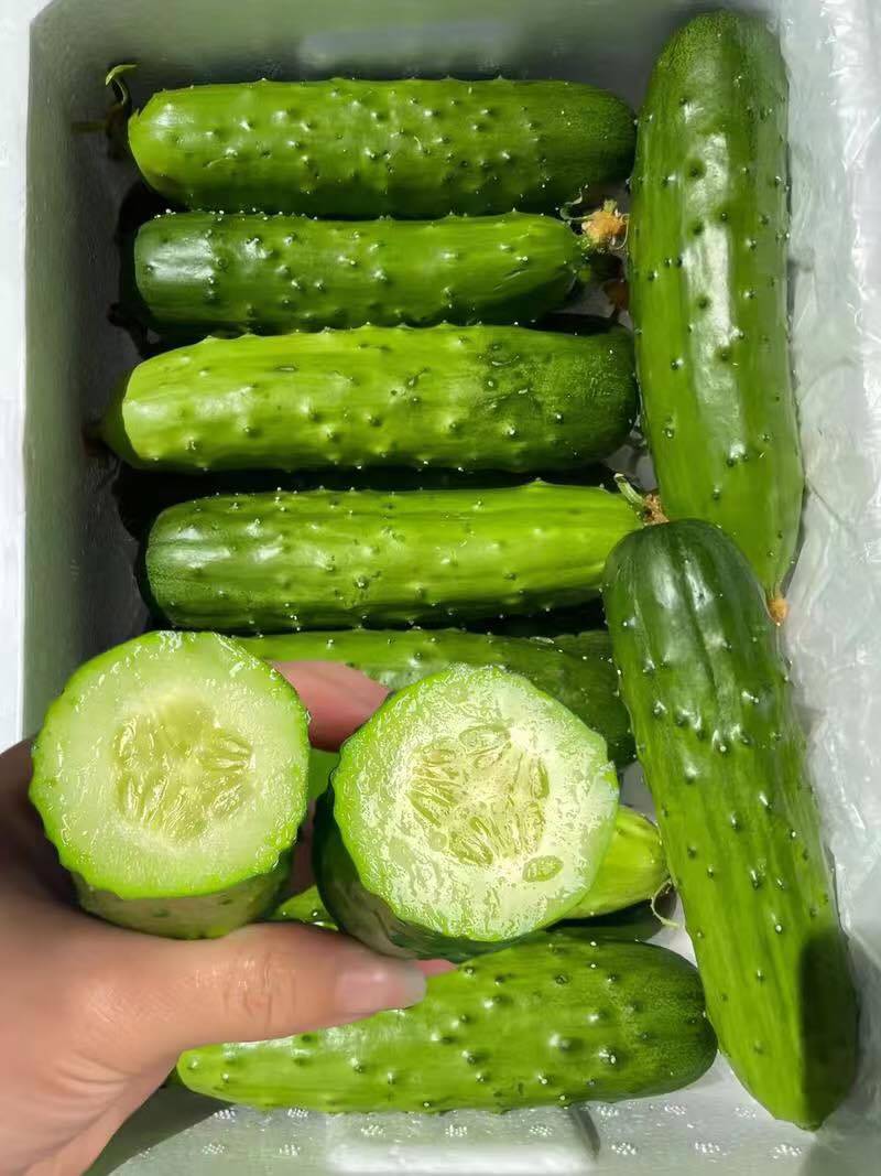 旱黄瓜，果肉鲜嫩，鲜香浓郁，美味营养，欢迎老板来电咨询！