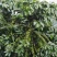 咖啡壳豆阿拉比卡豆，100吨，出米率82%，水分11%