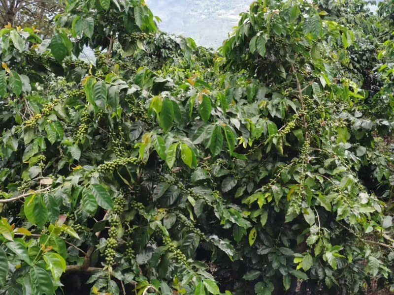 咖啡壳豆阿拉比卡豆，100吨，出米率82%，水分11%