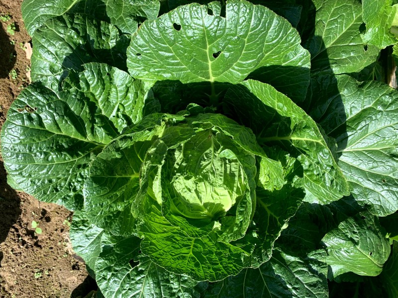 高山白菜大量上市