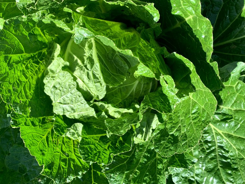 高山白菜大量上市