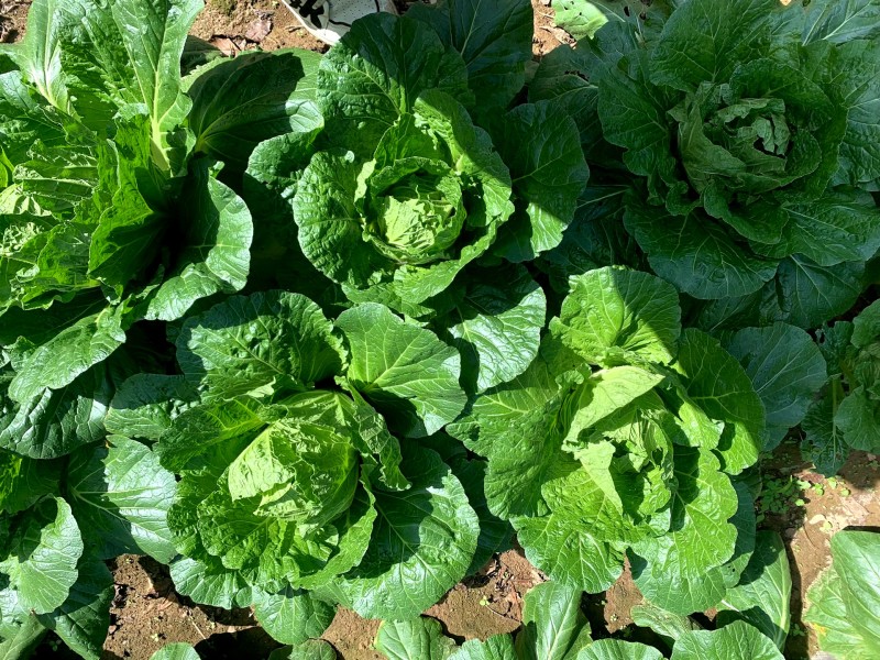高山白菜大量上市