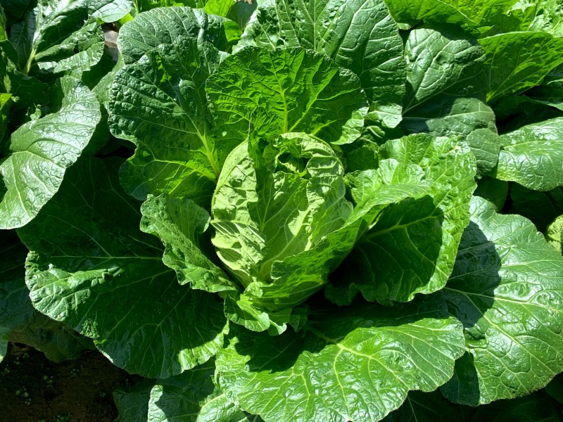 高山白菜大量上市