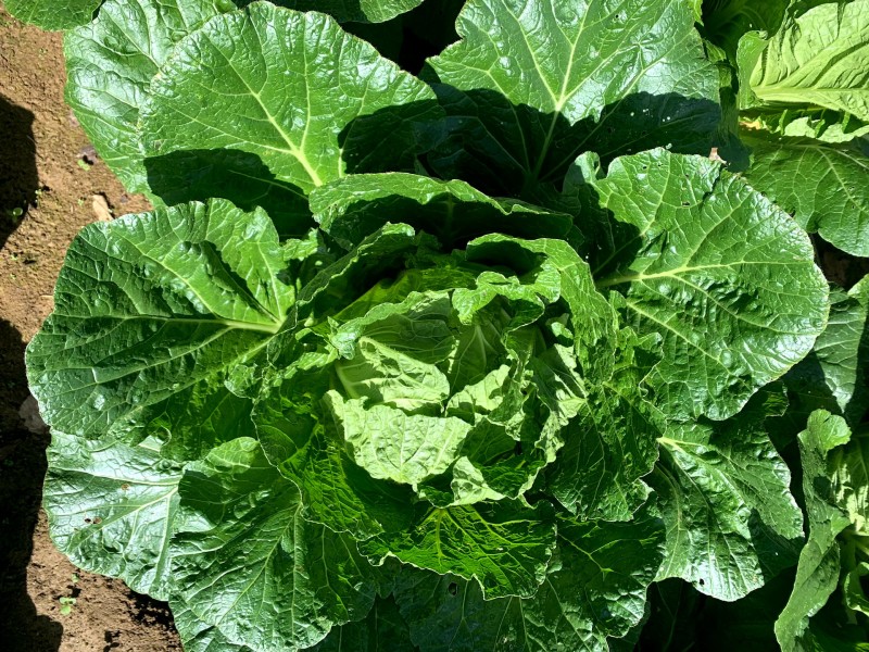 高山白菜大量上市
