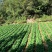 高山白菜大量上市