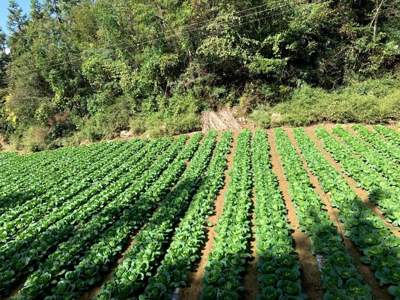 高山白菜大量上市