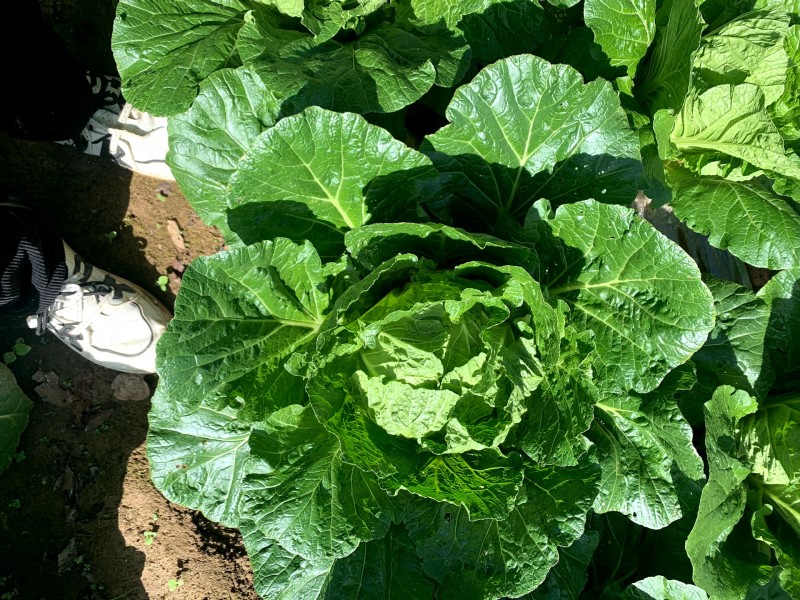 高山白菜大量上市