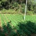 高山白菜大量上市