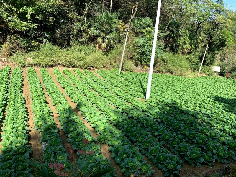 高山白菜大量上市