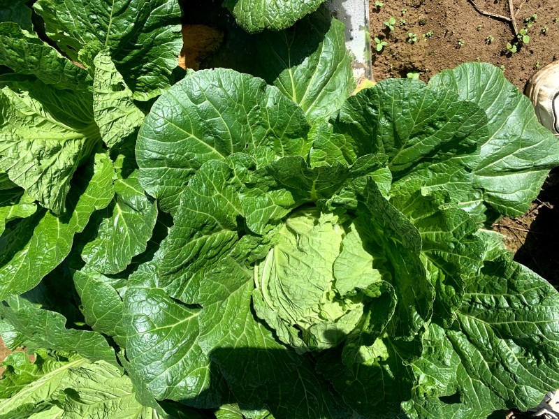 高山白菜大量上市