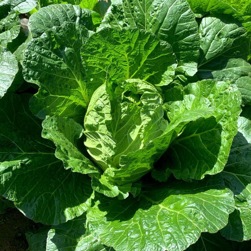 高山白菜大量上市