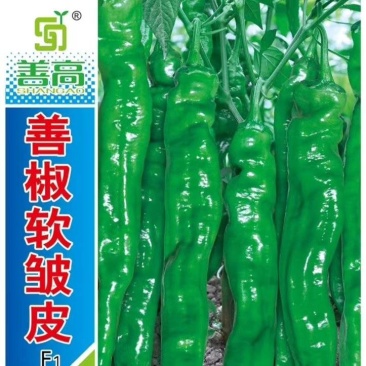 善椒软皱皮杂交辣椒种子香辣正品四季高产抗病菜园蔬菜籽早熟