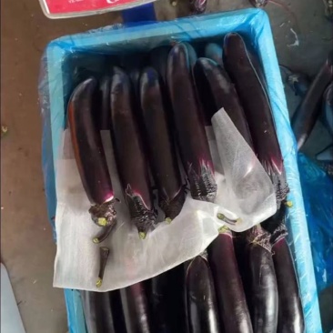 大龙长茄，新鲜采摘，产地直供，品质保证，欢迎选购！！