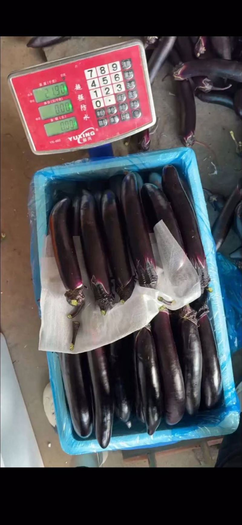 大龙长茄，新鲜采摘，产地直供，品质保证，欢迎选购！！