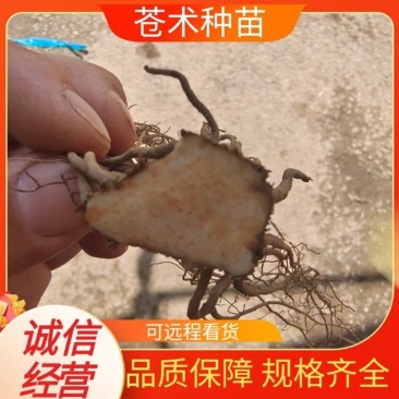 [热卖]辽宁抚顺朱砂点北苍术苍术苗种苗产地直发