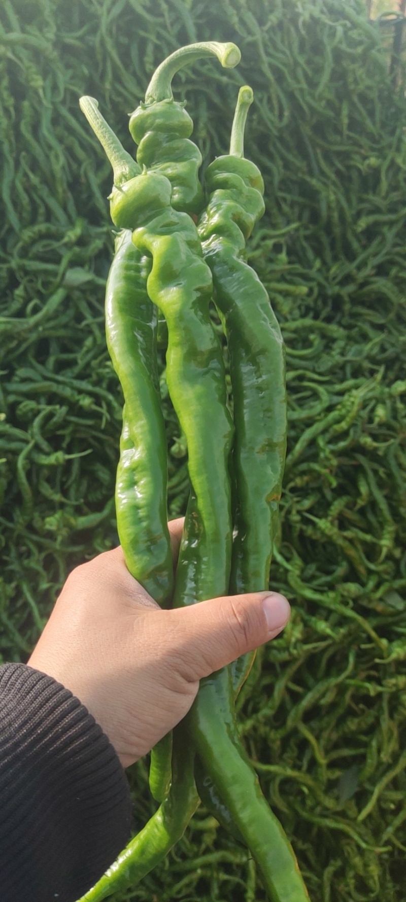 各种鲜辣椒