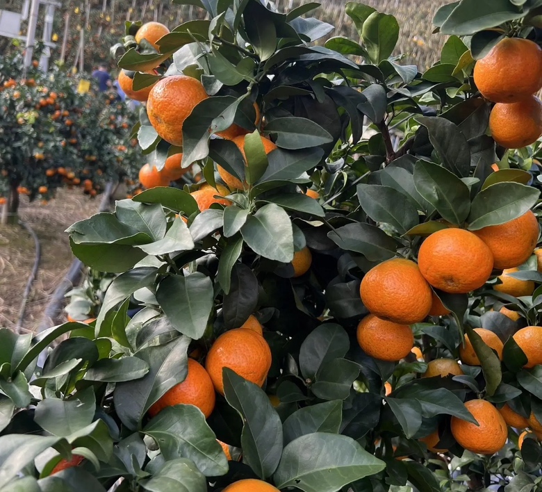 沙糖桔果园中果树挂果情况