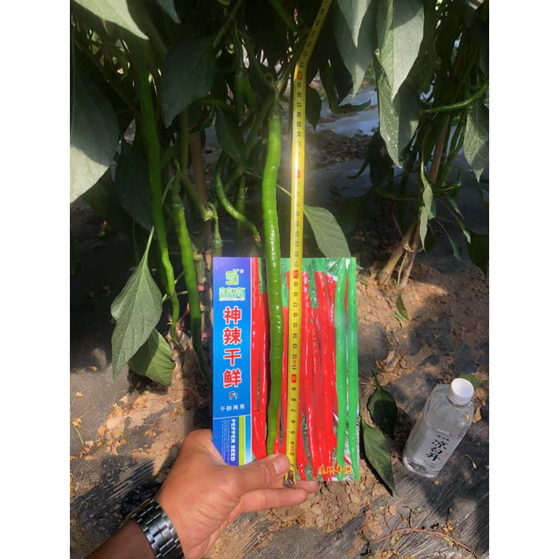 善辣干鲜薄皮长线细长香辣杂交辣椒种子种籽干鲜两用超高产早