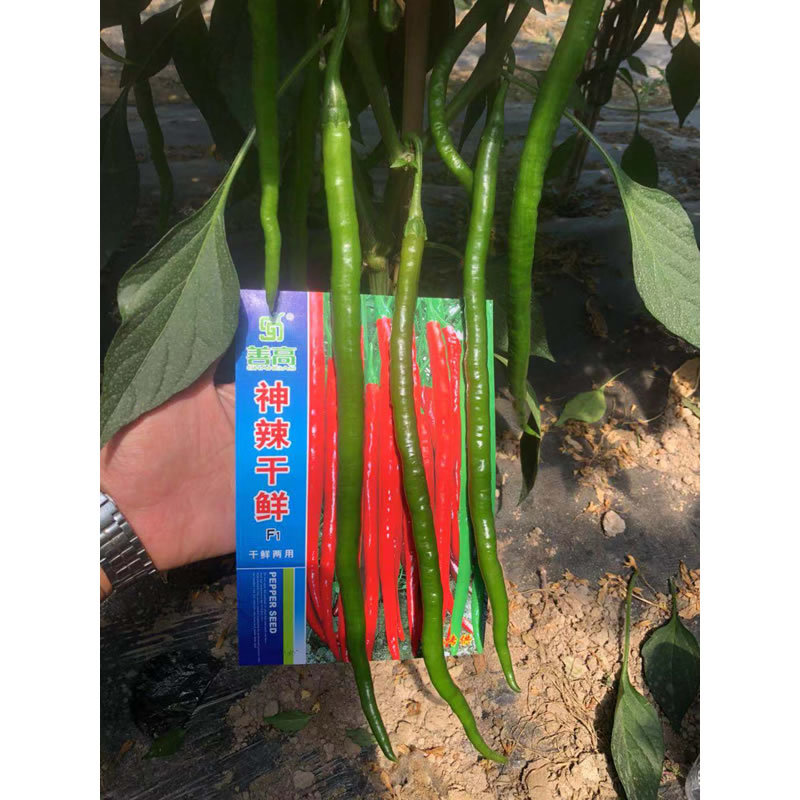 善辣干鲜薄皮长线细长香辣杂交辣椒种子种籽干鲜两用超高产早