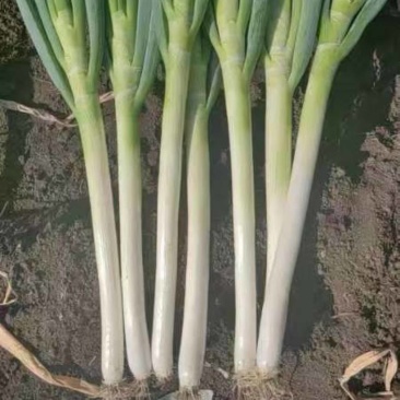 东北铁杆大葱