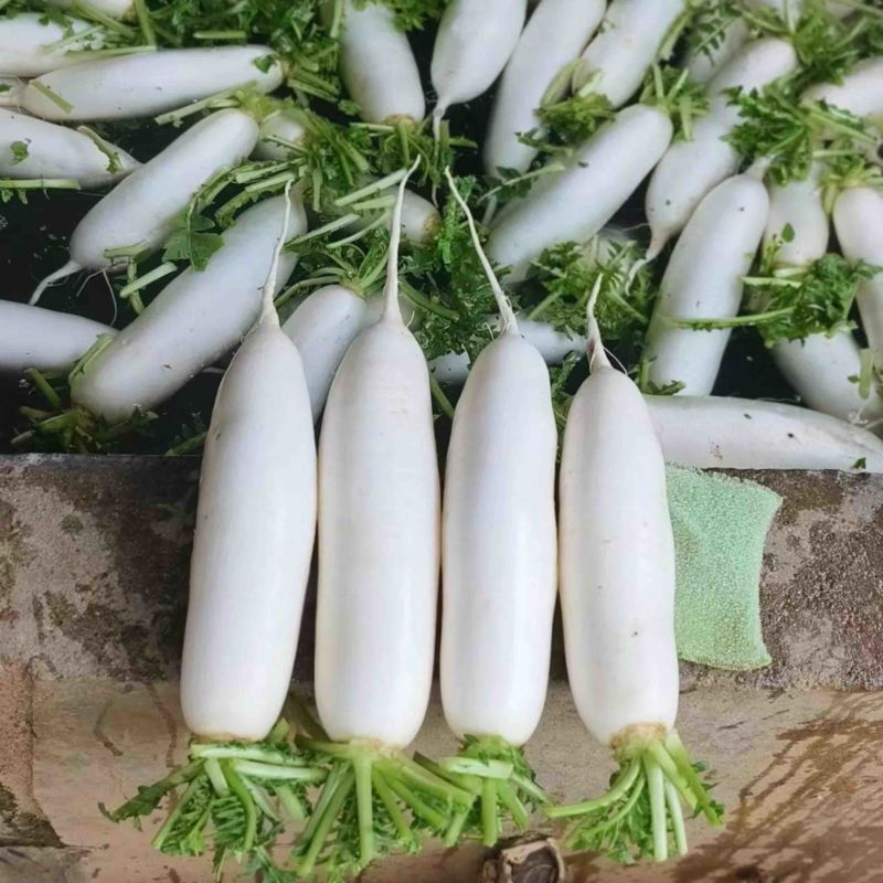 大量白萝卜上市啦！价格美丽！欢迎各位老板前来洽谈