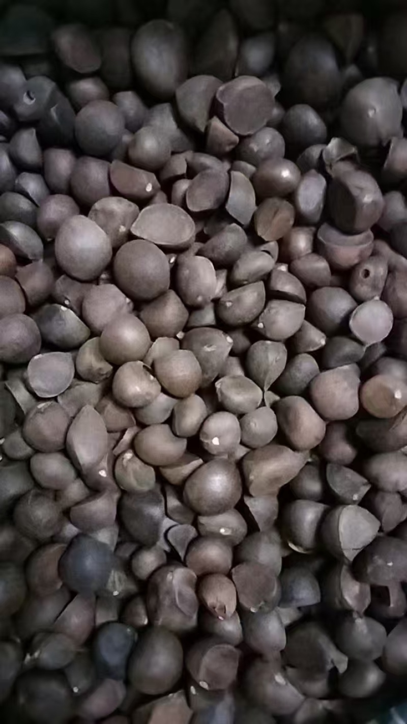 【精选】湖南山茶油果现货批发量大价优可视频看货