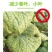 一夜绿一喷绿微量元素肥料植物叶面肥花卉蔬菜绿植黄叶变绿防