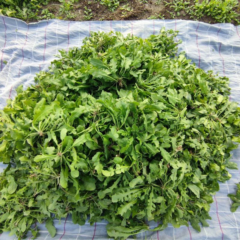 农户自家种植千亩荠菜