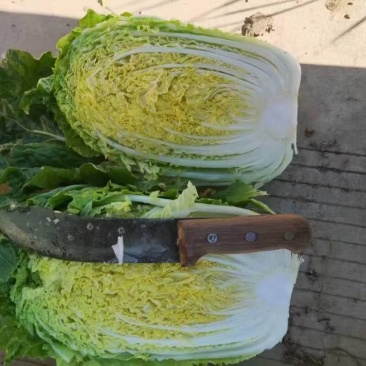 新鲜白菜，产地直供，健康绿色，**特惠，快来抢购！