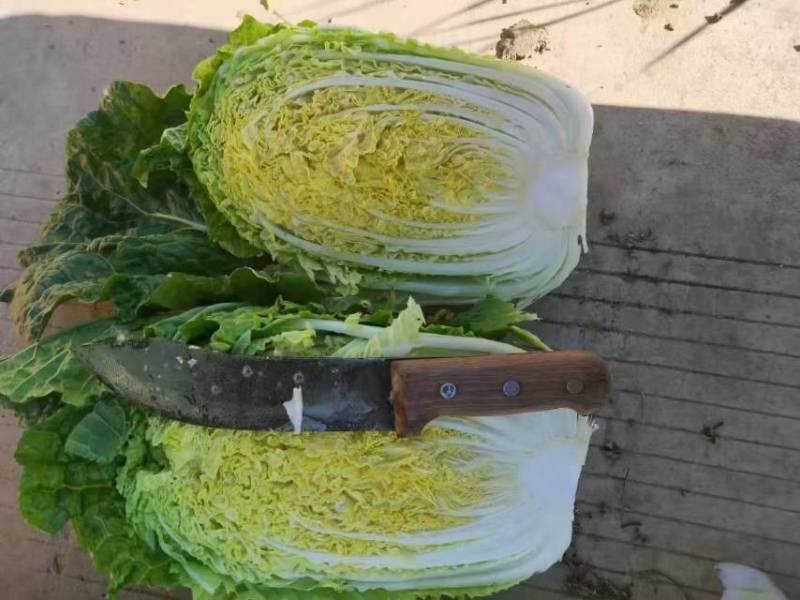 新鲜白菜，产地直供，健康绿色，**特惠，快来抢购！