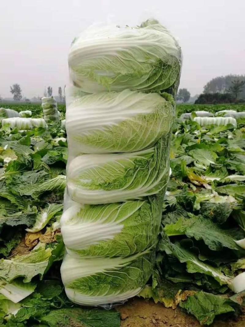 新鲜白菜，产地直供，健康绿色，**特惠，快来抢购！