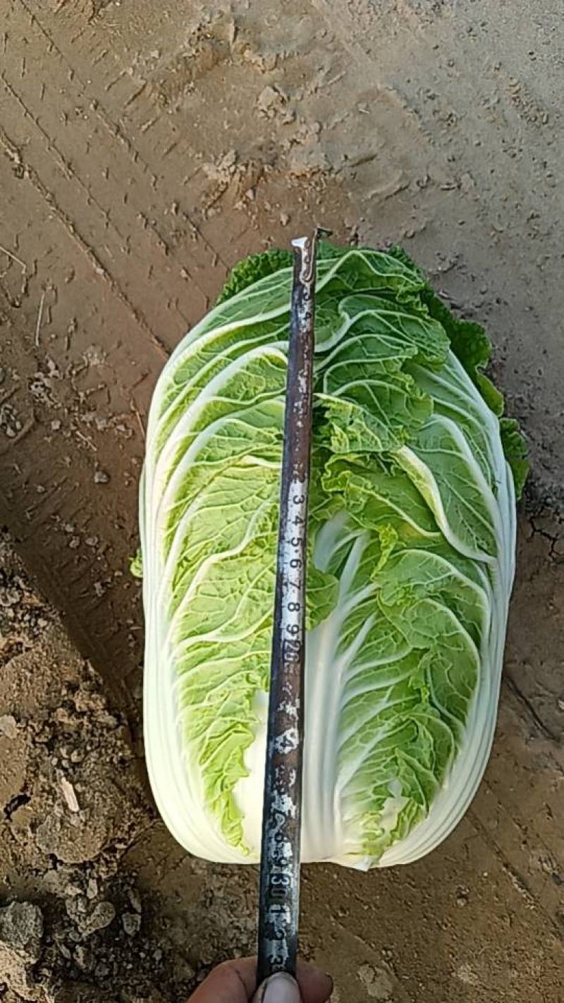 新鲜白菜，产地直供，健康绿色，**特惠，快来抢购！