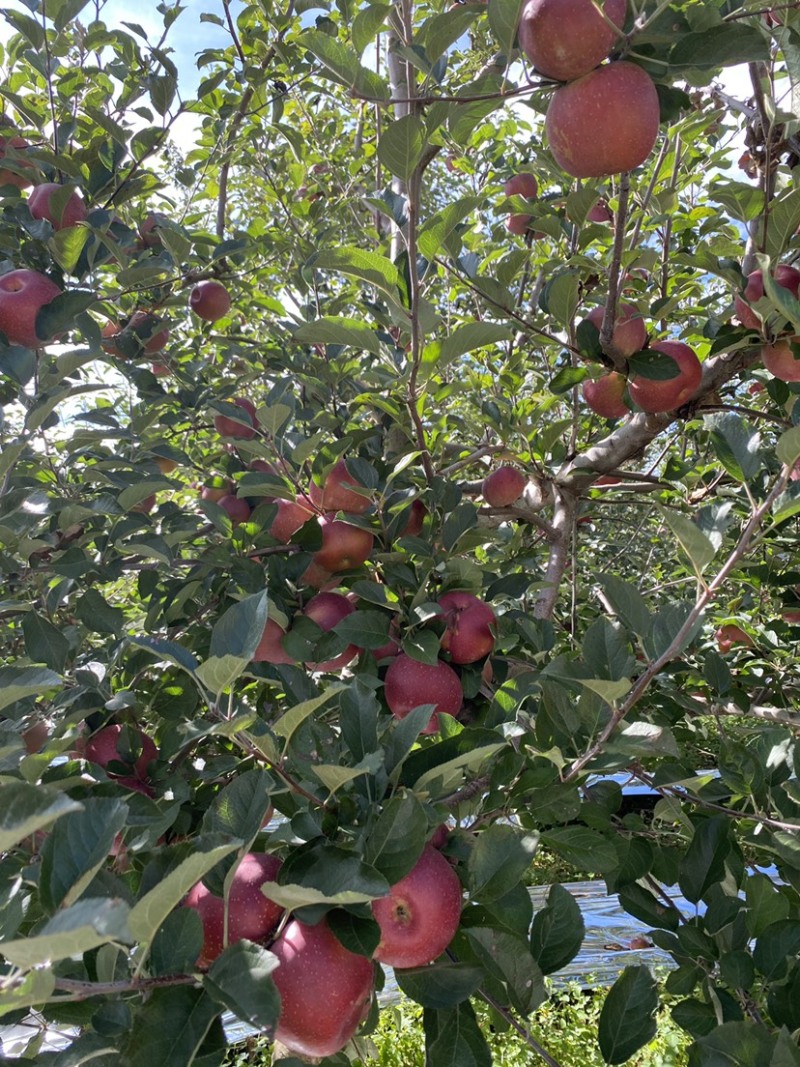 盐源丑苹果1.5一斤了需要的老板赶快联系了