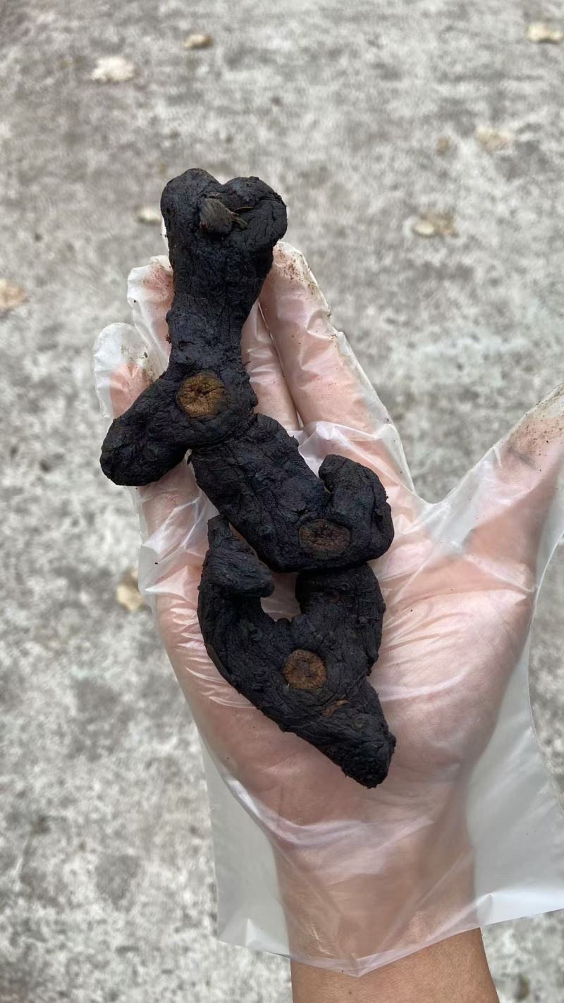 贵州九制多花黄精古法黄精九蒸九晒农户直销