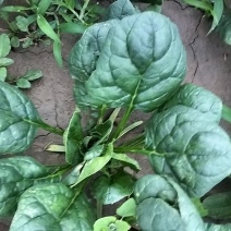 大叶菠菜