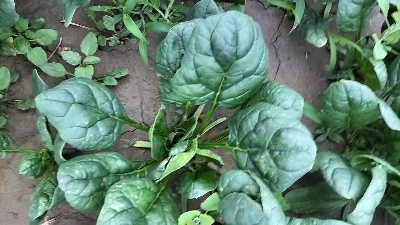 大叶菠菜