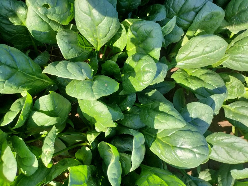 大叶菠菜