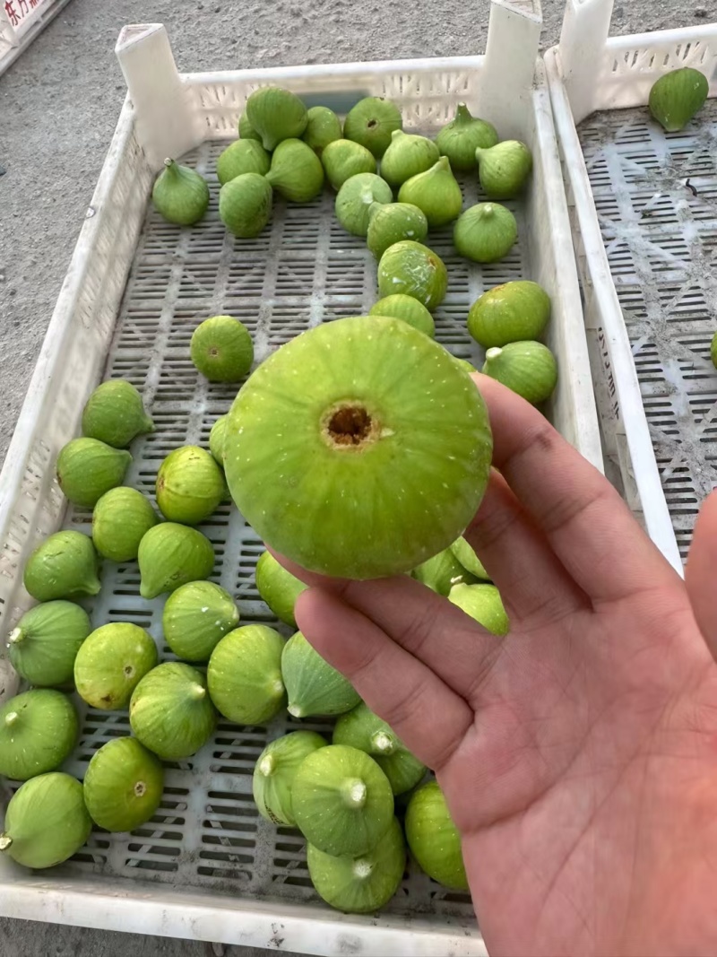 威海青皮无花果大量供应空运直发保质保量