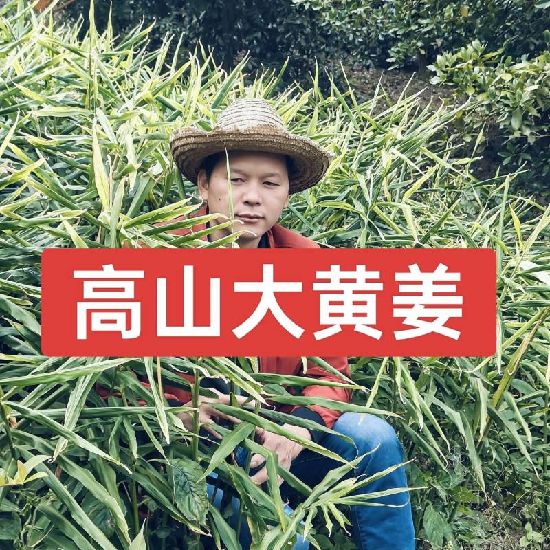 大肉姜生姜
