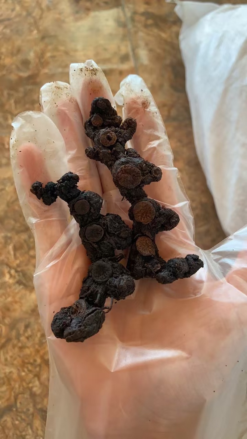 贵州野生九蒸九晒多花黄精老虎姜仙人余粮甜味足软糯
