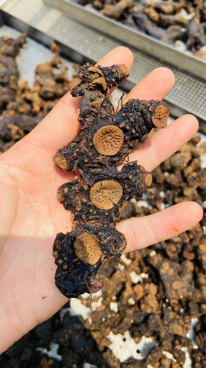 贵州野生九蒸九晒多花黄精老虎姜仙人余粮甜味足软糯