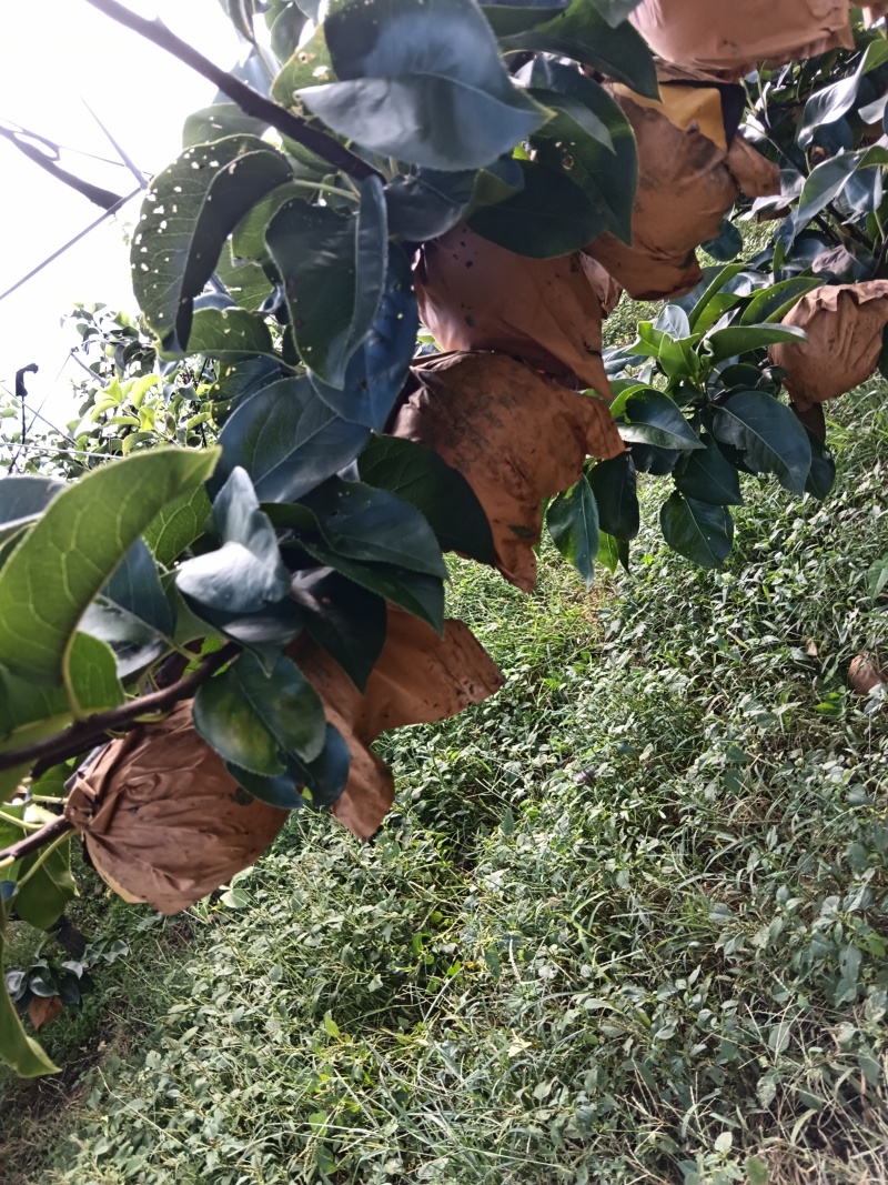 烟台秋月梨