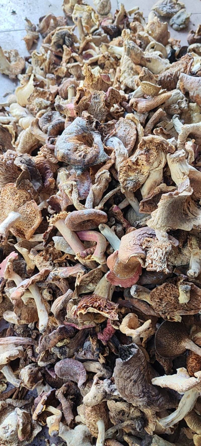 巴中食用菌多种杂菌组合，无硫无杂，产地直发欢迎联系