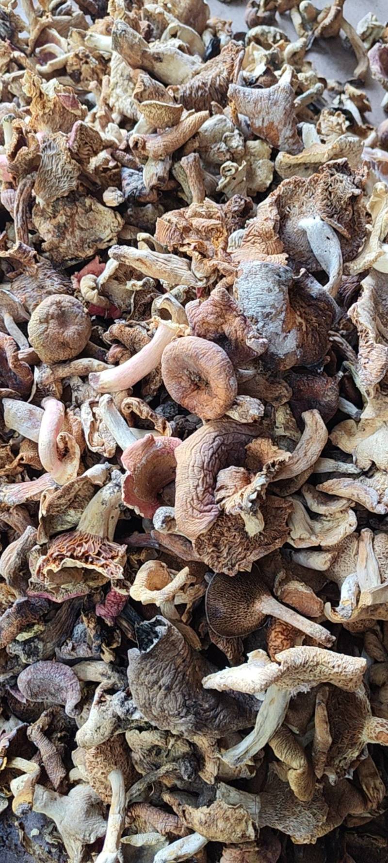 巴中食用菌多种杂菌组合，无硫无杂，产地直发欢迎联系